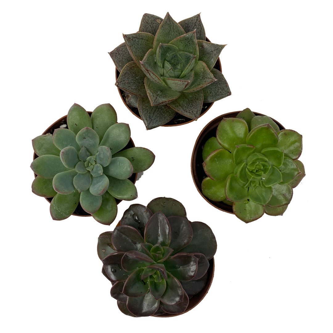 Succulents for Sale - Succulent-Plants.com