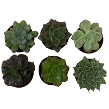 Load image into Gallery viewer, 2" Assorted Succulent Plants - 6 Pack - Succulent-Plants.com