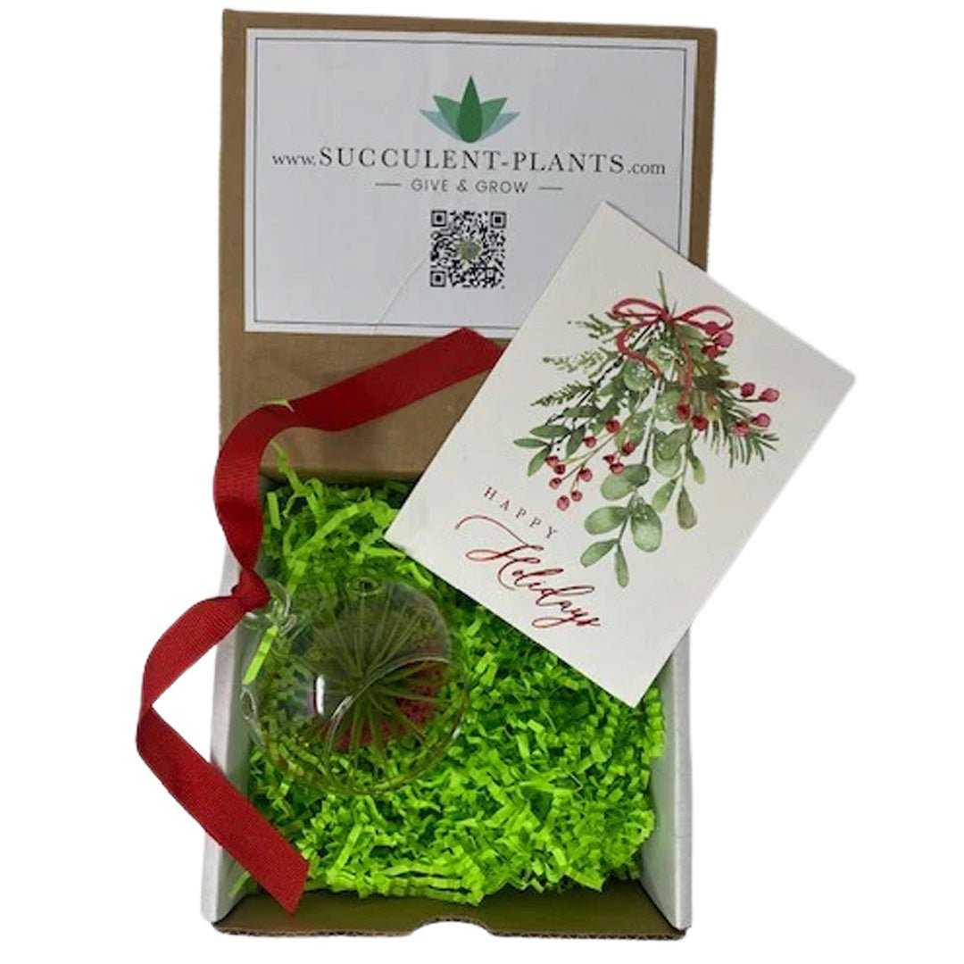 air plant gift box Air Plant Ornament Gift Box
