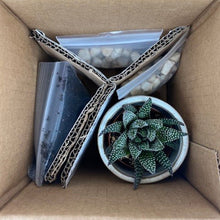 Load image into Gallery viewer, Haworthia DIY Planter Kit - Succulent-Plants.com