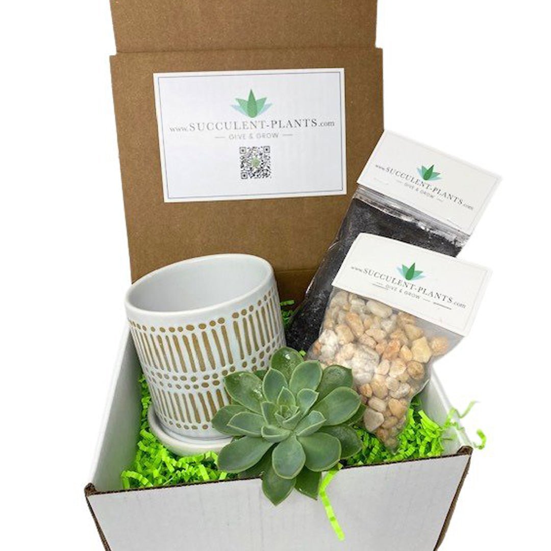succulent plant packaging Medium Single Succulent DIY Box – Succulent-Plants.com