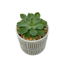 Load image into Gallery viewer, Medium Single Succulent DIY Gift Box - Succulent-Plants.com