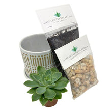 Load image into Gallery viewer, Medium Single Succulent DIY Gift Box - Succulent-Plants.com