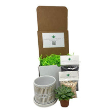 Load image into Gallery viewer, Medium Single Succulent DIY Gift Box - Succulent-Plants.com