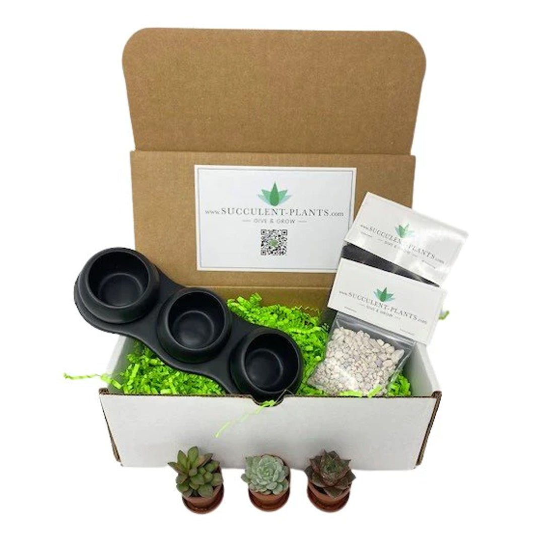 succulent plant packaging Succulent DIY Trio Gift Box – Succulent-Plants.com