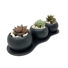 Load image into Gallery viewer, Succulent DIY Trio Gift Box - Succulent-Plants.com