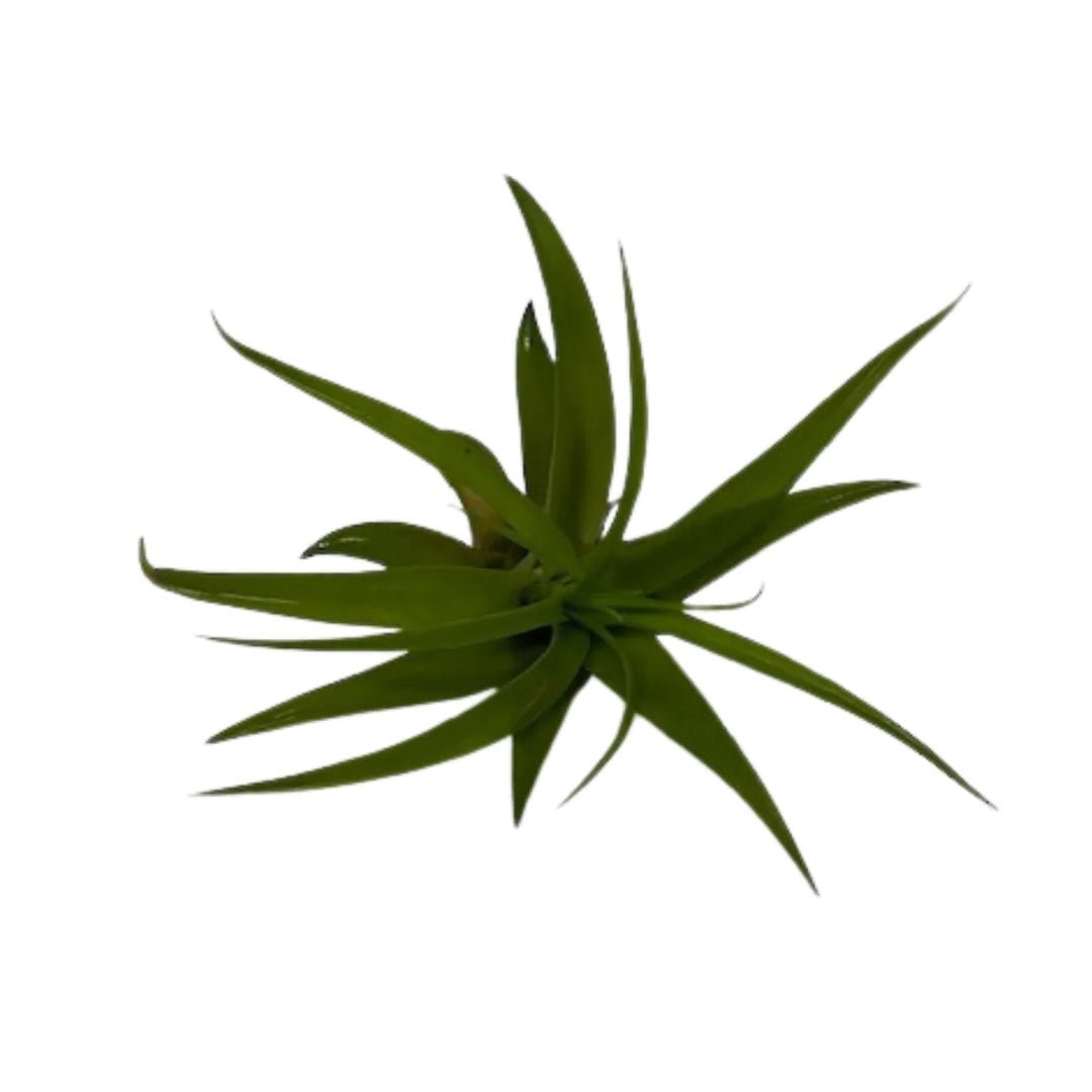 unicorn succulent planter Unicorn Planter With Air Plant – Succulent-Plants.com