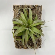 Load image into Gallery viewer, Xerographica (4"-5") Mounted Display - Succulent-Plants.com