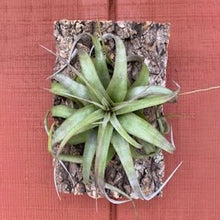 Load image into Gallery viewer, Xerographica (4"-5") Mounted Display - Succulent-Plants.com