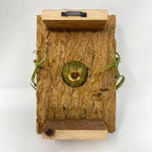 Load image into Gallery viewer, Xerographica (4"-5") Mounted Display - Succulent-Plants.com