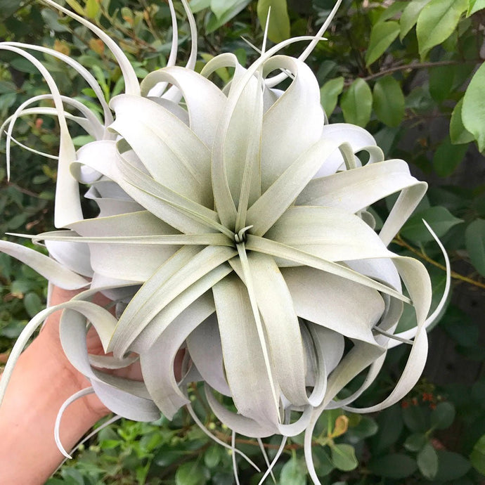 Transform Your Space with Tillandsia Xerographica: The Ultimate Guide to Mastering Air Plant Care
