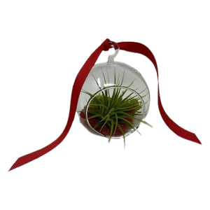 Air Plant Ornament Gift Box