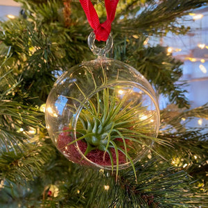 Air Plant Ornament Gift Box