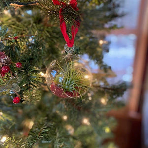 Air Plant Ornament Gift Box