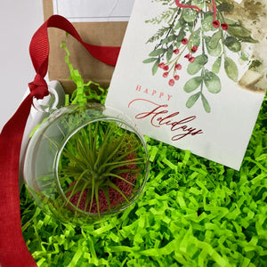 Air Plant Ornament Gift Box