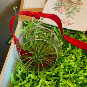 Air Plant Ornament Gift Box
