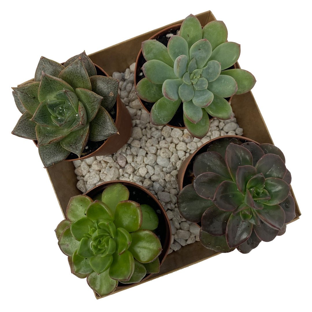 gallery of succulents Succulents for Sale