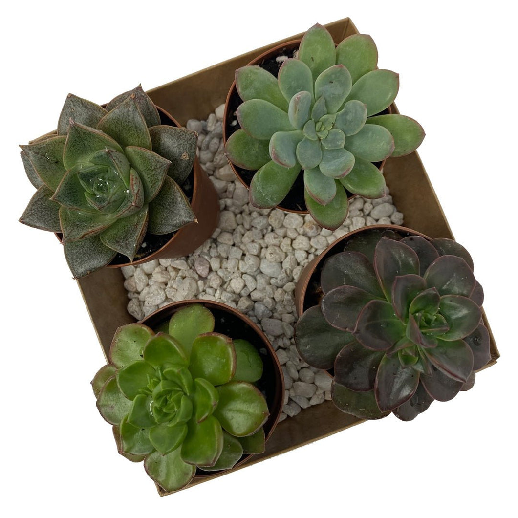 www.succulent plants.com Succulents for Sale