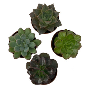 2" Assorted Succulent Plants - 4 Pack - Succulent-Plants.com