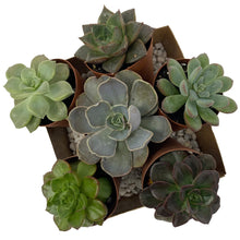 Load image into Gallery viewer, 2&quot; Assorted Succulent Plants - 6 Pack - Succulent-Plants.com
