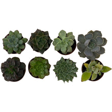 Load image into Gallery viewer, 2&quot; Assorted Succulent Plants - 8 Pack - Succulent-Plants.com
