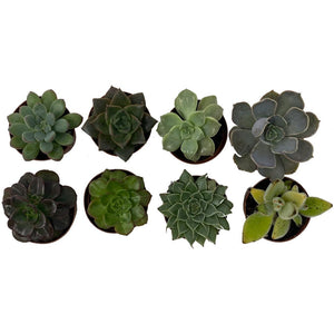 2" Assorted Succulent Plants - 8 Pack - Succulent-Plants.com