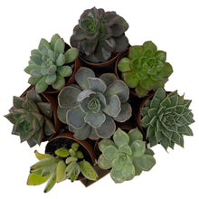 Load image into Gallery viewer, 2&quot; Assorted Succulent Plants - 8 Pack - Succulent-Plants.com
