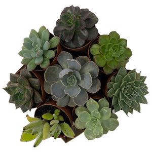 2" Assorted Succulent Plants - 8 Pack - Succulent-Plants.com