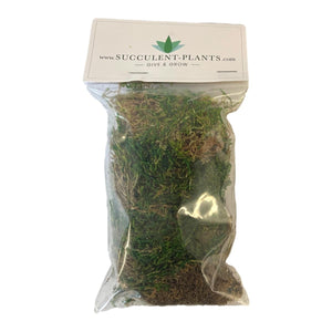 Bagged Forest Moss (Preserved) - Green