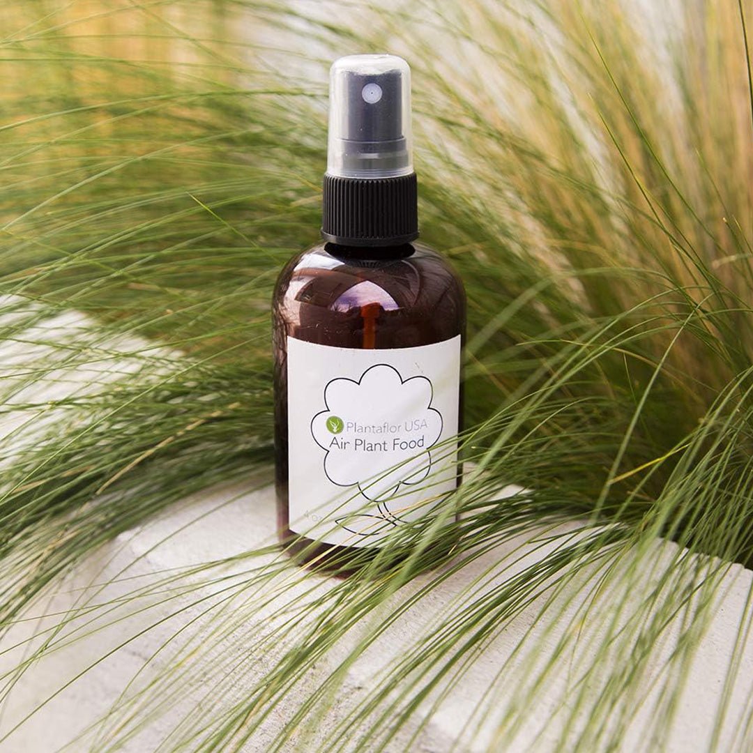 air plant food spray Air Plant Food – Succulent-Plants.com
