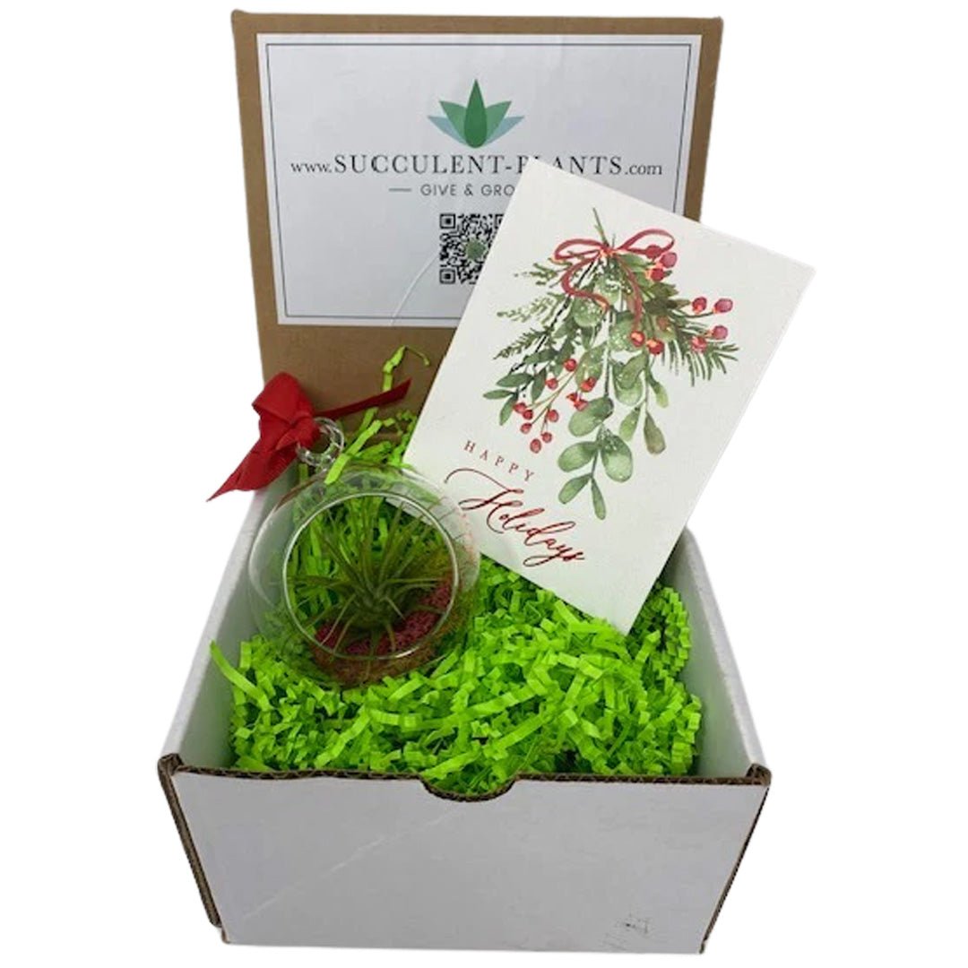 Air Plant Ornament Gift Box – Succulent-Plants.com