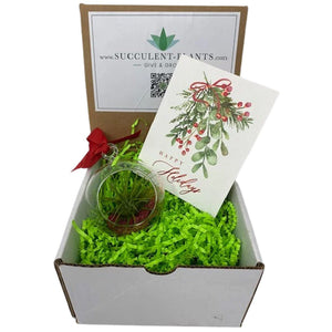 Air Plant Ornament Gift Box - Succulent-Plants.com