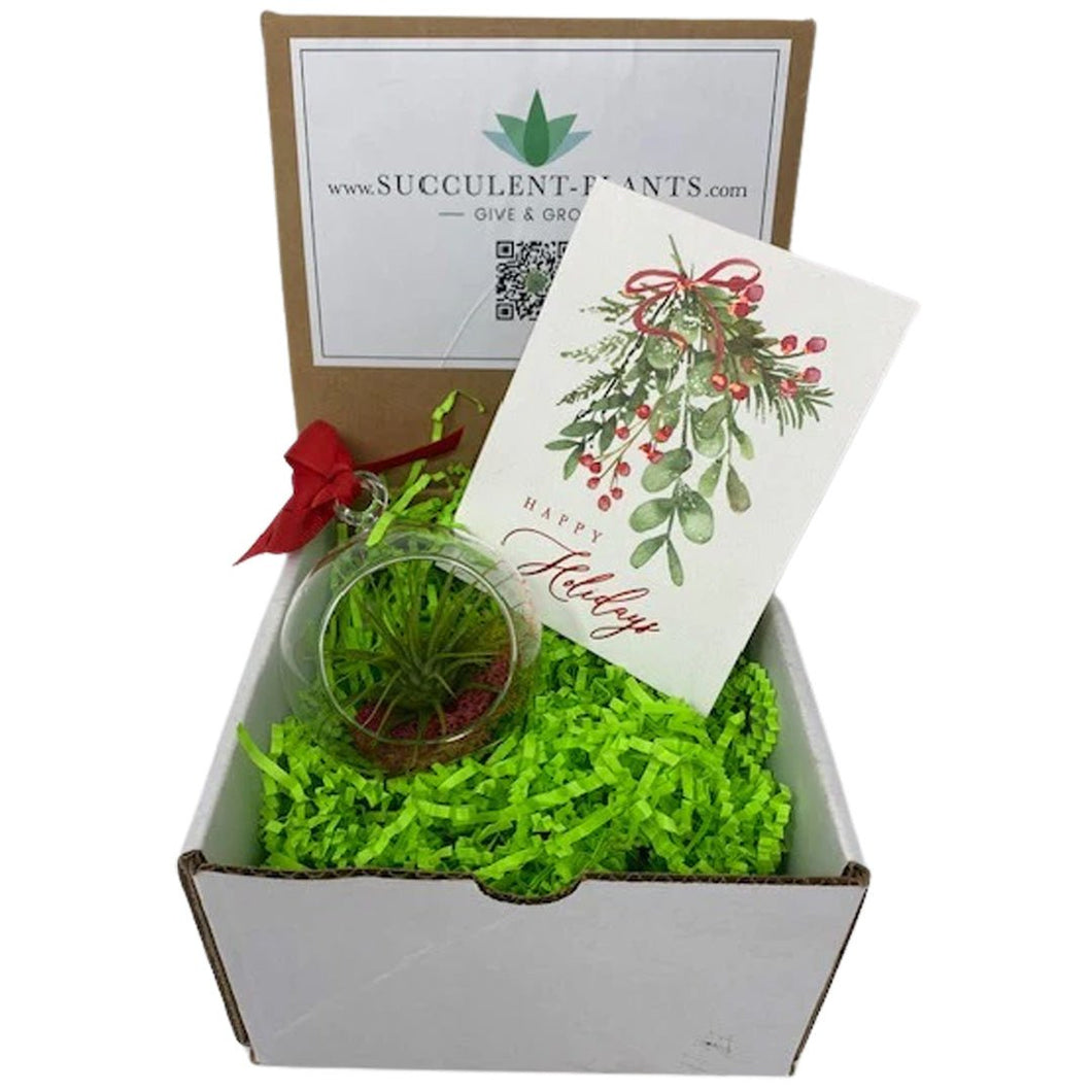 air plant box Air Plant Ornament Gift Box – Succulent-Plants.com