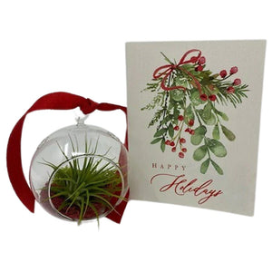 Air Plant Ornament Gift Box - Succulent-Plants.com