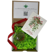 Load image into Gallery viewer, Air Plant Ornament Gift Box - Succulent-Plants.com
