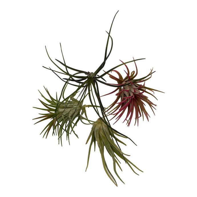 Air Plant - Premium 4 Pack - Succulent-Plants.com