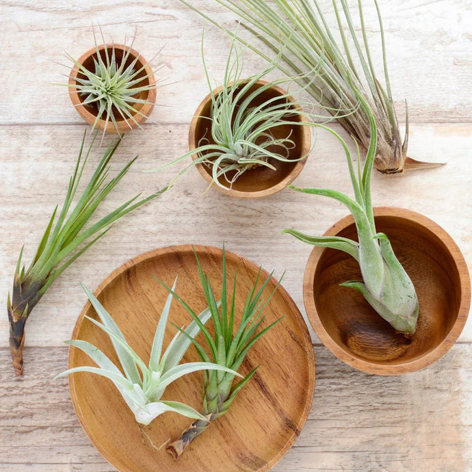 Air Plant - Standard 4 Pack - Succulent-Plants.com