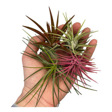Load image into Gallery viewer, Air Plant - Standard 4 Pack - Succulent-Plants.com
