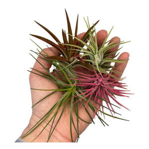 Air Plant - Standard 4 Pack - Succulent-Plants.com