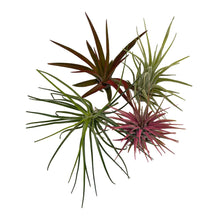 Load image into Gallery viewer, Air Plant - Standard 4 Pack - Succulent-Plants.com
