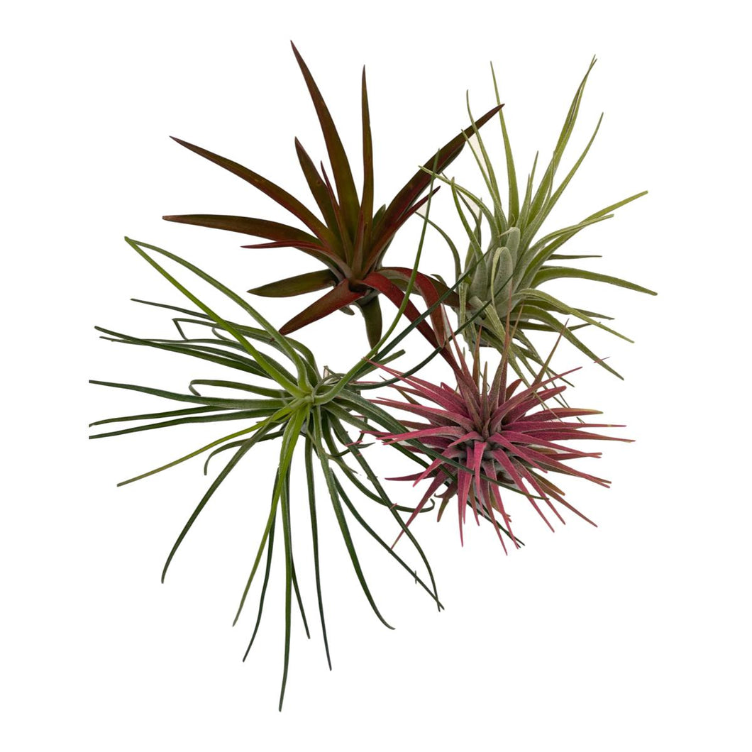Air Plant - Standard 4 Pack - Succulent-Plants.com