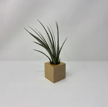 Load image into Gallery viewer, Air Plant with Wooden Display Cube - Succulent-Plants.com
