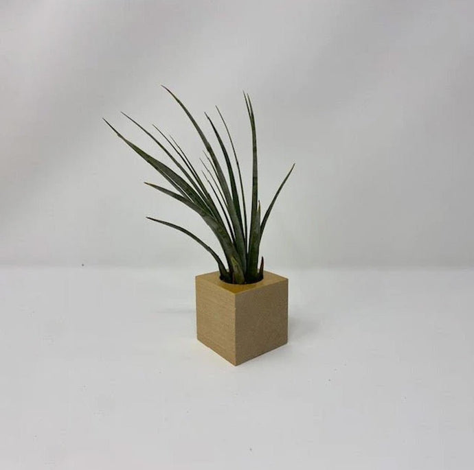 Air Plant with Wooden Display Cube - Succulent-Plants.com