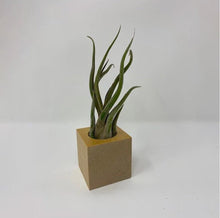 Load image into Gallery viewer, Air Plant with Wooden Display Cube - Succulent-Plants.com
