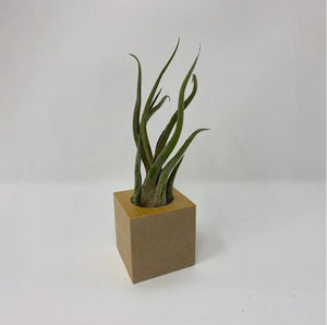 Air Plant with Wooden Display Cube - Succulent-Plants.com