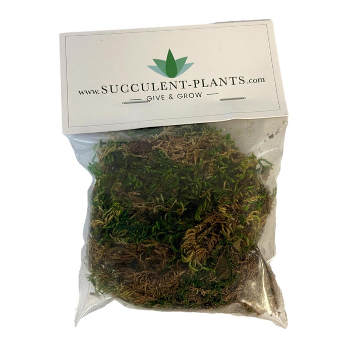 Bagged Forest Moss (Preserved) - Green - Succulent-Plants.com