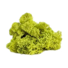 Load image into Gallery viewer, Bagged Reindeer Moss (Multiple Colors) - Succulent-Plants.com
