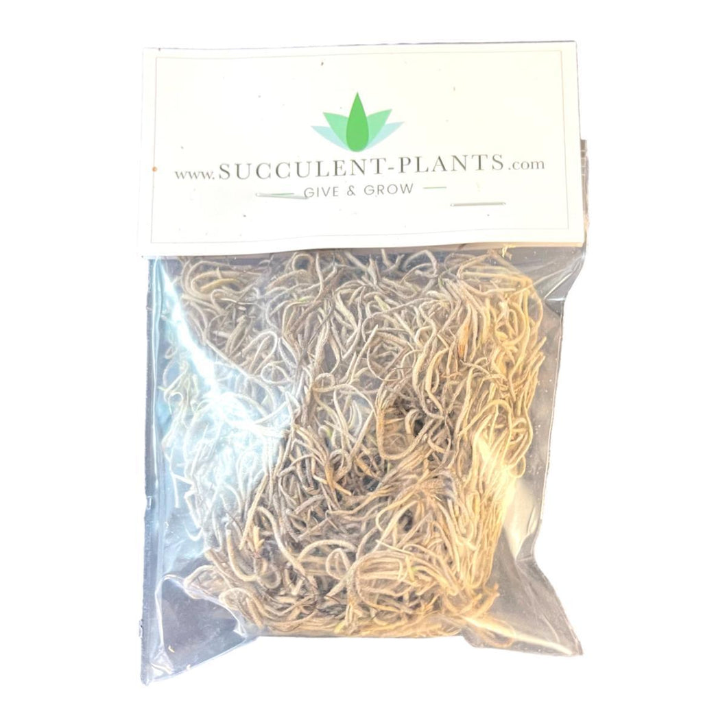 Bagged Spanish Moss Dried - Natural Grey - Succulent-Plants.com