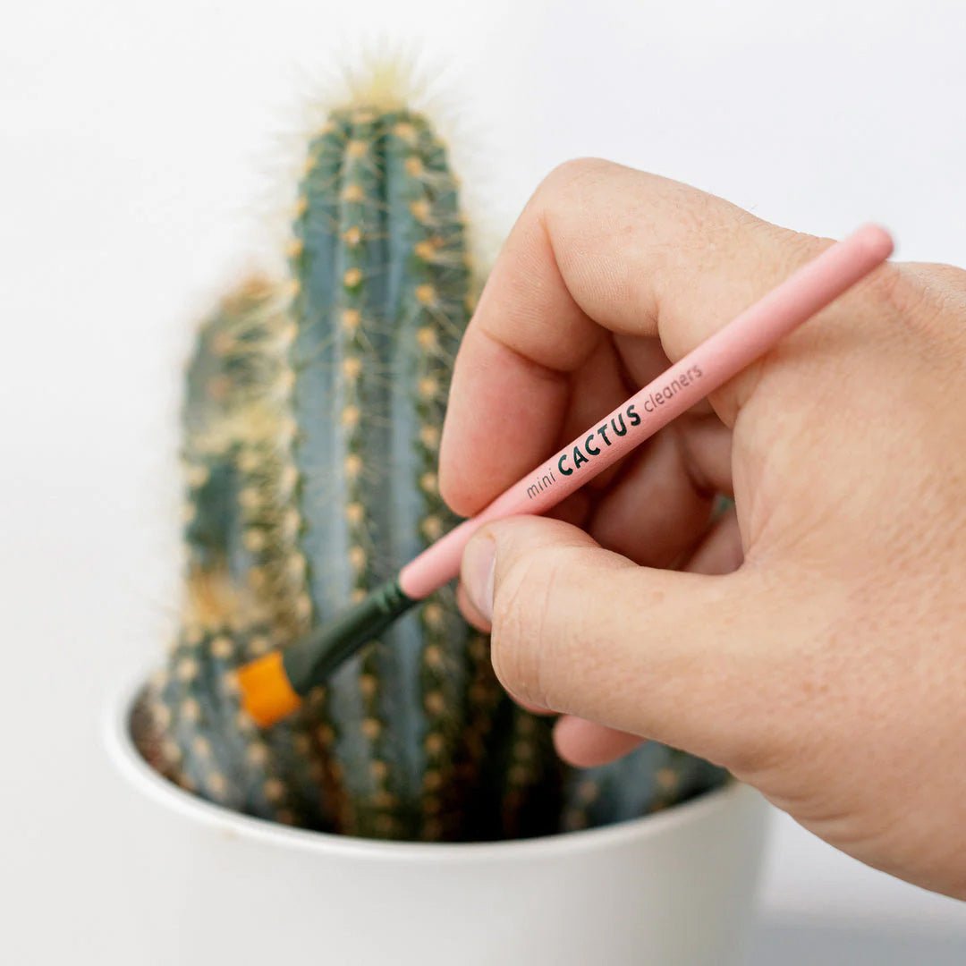 succulent brush Cactus Cleaning Brushes – Succulent-Plants.com