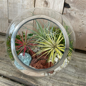 DIY Kit - Air Plant - 5.5" Terrarium Glass Slant Bowl - Succulent-Plants.com